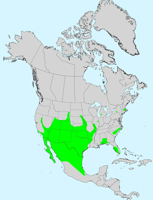 Golden Crownbeard, Verbesina encelioides: Click image for full size map.